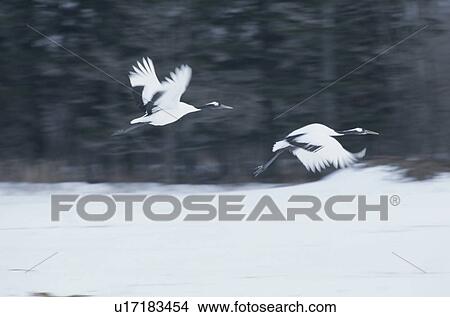 Picture - Japanese Crane. Fotosearch