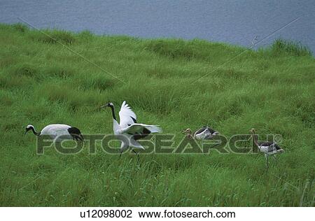 Japanese Crane View Large Photo Image Stock Image - Japanese Crane. Fotosearch
