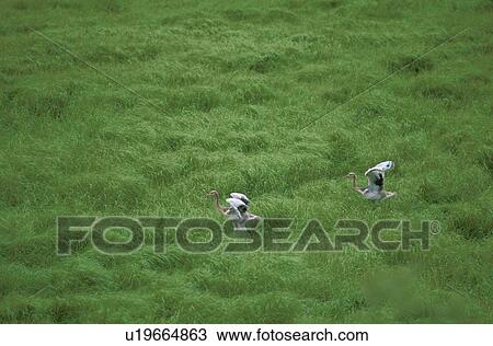 Stock Image - Japanese Crane. Fotosearch