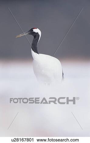 Stock Image - Japanese Crane. Fotosearch