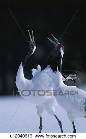 Stock Photo - Japanese Crane. Fotosearch