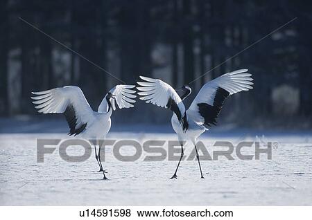Stock Photo - Japanese Crane. Fotosearch