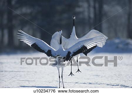Japanese Crane View Large Photo Image Stock Photograph - Japanese Crane. Fotosearch