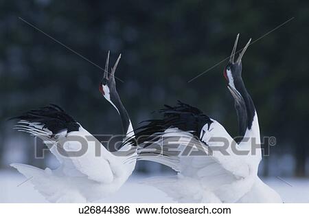 Stock Photograph - Japanese Crane. Fotosearch