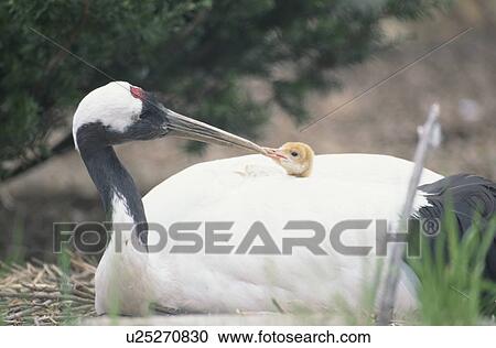 Parent And Child Of A Japanese Crane View Large Photo Image Stock Image - Parent And Child Of A Japanese Crane. Fotosearch