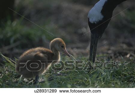 Stock Photo - Parent And Child Of A Japanese Crane. Fotosearch