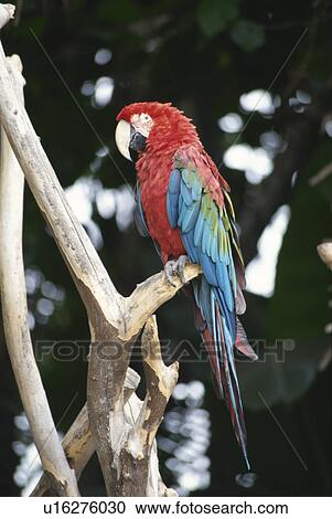 Stock Image - Parrot. Fotosearch