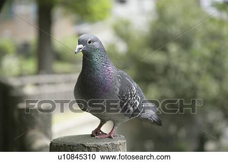 Pigeon View Large Photo Image Stock Image - Pigeon. Fotosearch