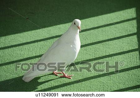 Stock Image - Pigeon. Fotosearch