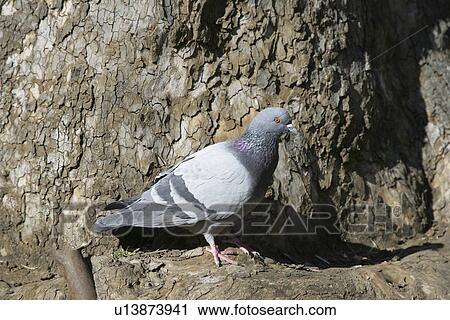 Stock Image - Pigeon. Fotosearch
