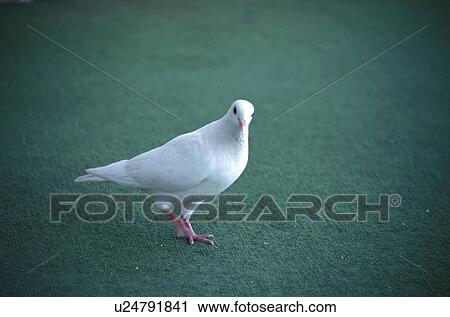 Pigeon View Large Photo Image Stock Image - Pigeon. Fotosearch