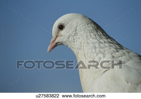Stock Image - Pigeon. Fotosearch