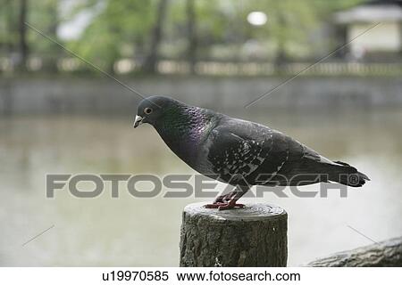 Stock Photography - Pigeon. Fotosearch