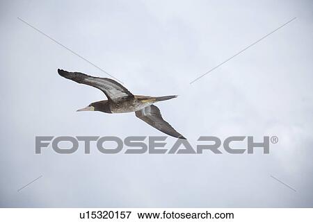Stock Photo - Single booby bird flying. Fotosearch