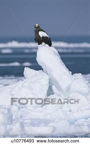 Steller'S Sea Eagle View Large Photo Image Stock Image - Steller'S Sea Eagle. Fotosearch