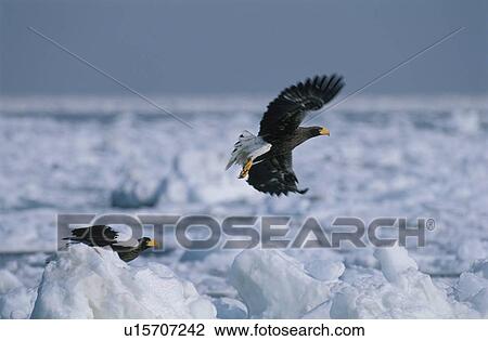Steller'S Sea Eagle View Large Photo Image Stock Image - Steller'S Sea Eagle. Fotosearch