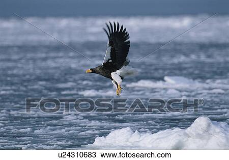 Stock Image - Steller'S Sea Eagle. Fotosearch