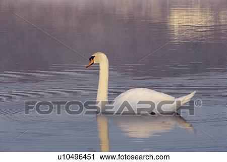 Stock Image - Swan. Fotosearch