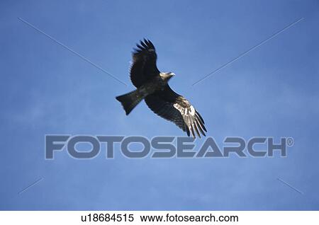 Stock Photography - The Bird Flutters, And A Blue Sky. Fotosearch