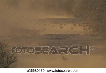 Stock Image - The Morning Sun And A Japanese Crane. Fotosearch