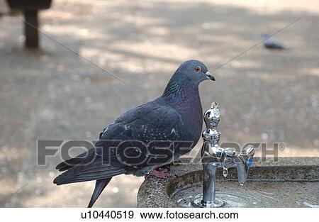 Stock Photo - The Pigeon Drinking Water In A Park. Fotosearch