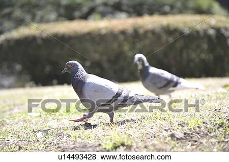 The Pigeon Walking In The Park View Large Photo Image Stock Photo - The Pigeon Walking In The Park. Fotosearch