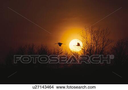 Picture - The Setting Sun And A Japanese Crane. Fotosearch