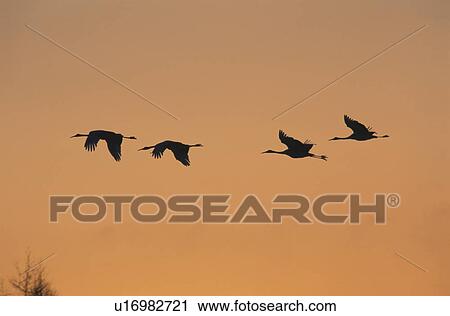 The Setting Sun And A Japanese Crane View Large Photo Image Stock Image - The Setting Sun And A Japanese Crane. Fotosearch