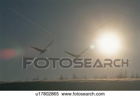 Stock Photography - The Setting Sun And A Japanese Crane. Fotosearch