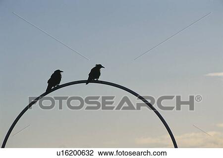 The Silhouette Of Two Wild Birds In Twilight View Large Photo Image Stock Image - The Silhouette Of Two Wild Birds In Twilight. Fotosearch