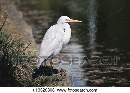 The Snowy Heron On The Riverside View Large Photo Image Stock Photo - The Snowy Heron On The Riverside. Fotosearch