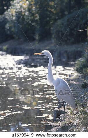 Stock Photo - The Snowy Heron On The Riverside. Fotosearch