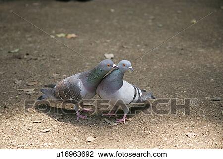 Two Pigeons View Large Photo Image Stock Image - Two Pigeons. Fotosearch