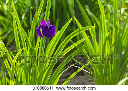 Stock Image - A Tree With Flower. Fotosearch