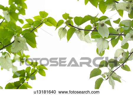Stock Image - A Tree With Flower. Fotosearch