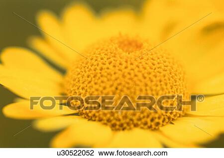 Anthers Of Yellow Daisy View Large Photo Image Stock Image - Anthers Of Yellow Daisy. Fotosearch