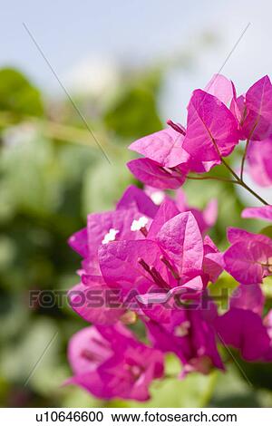 Bougainvillea View Large Photo Image Stock Image - Bougainvillea. Fotosearch