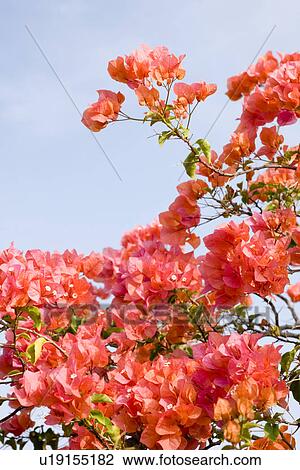 Bougainvillea View Large Photo Image Stock Image - Bougainvillea. Fotosearch