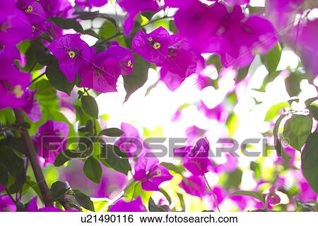 Bougainvillea View Large Photo Image Stock Photograph - Bougainvillea. Fotosearch
