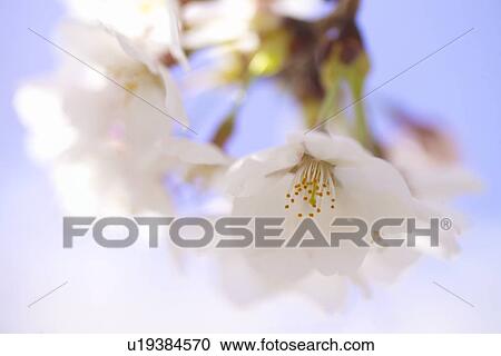 Cherry Blossom View Large Photo Image Stock Image - Cherry Blossom. Fotosearch