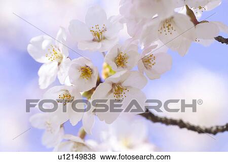 Stock Photo - Cherry Blossom. Fotosearch