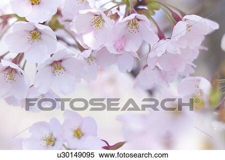 Stock Photography - Cherry Blossom. Fotosearch