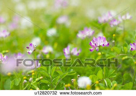 Chinese Milk Vetch View Large Photo Image Stock Image - Chinese Milk Vetch. Fotosearch