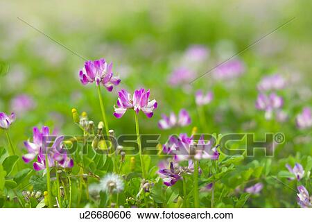Stock Photograph - Chinese Milk Vetch. Fotosearch