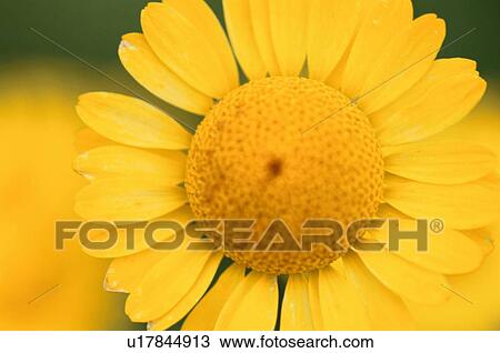 Stock Image - Circular Yellow Daisy. Fotosearch