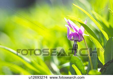 Picture - Dogtooth Violet. Fotosearch