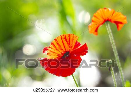 Flanders Poppy View Large Photo Image Stock Photo - Flanders Poppy. Fotosearch