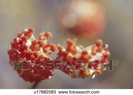 Flower View Large Photo Image Stock Image - Flower. Fotosearch