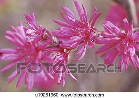 Flower View Large Photo Image Stock Image - Flower. Fotosearch