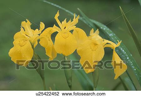 Flower View Large Photo Image Stock Image - Flower. Fotosearch